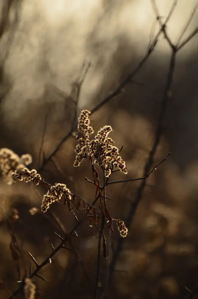 spirea